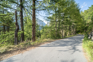 Pine forest in Alps