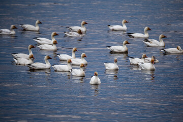 Selective focus view of flock of snow geese in the St. Lawrence River during a grey spring morning, Cap-Rouge area, Quebec City, Quebec, Canada