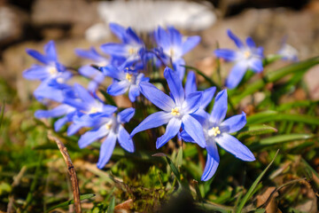 Beautiful blue Forbes' squill flower - obrazy, fototapety, plakaty