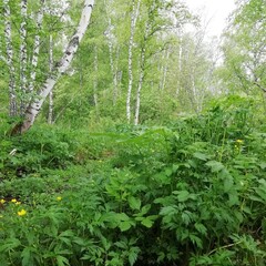 bright green forest landscape with birch trees