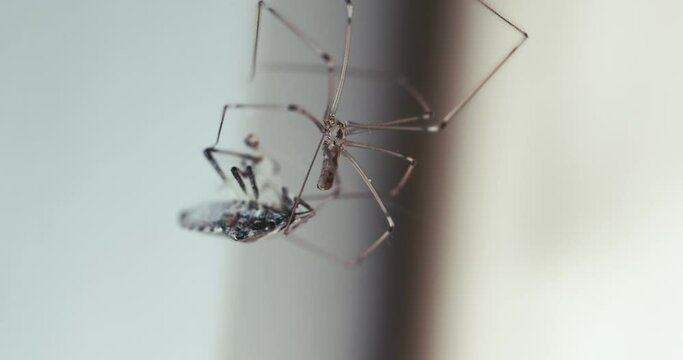 Spider wraping prey