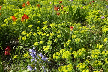Colourful urban flowerbed, sunny spring day, concept: urban gardening, green city, use: background, wallpaper (horizontal), Hildesheim, Lower Saxony, Germany