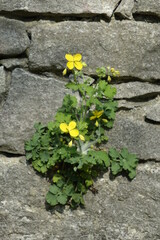 Ranunculus (buttercup) on an old sandstone wall in spring (vertical), Hildesheim, Lower Saxony, Germany