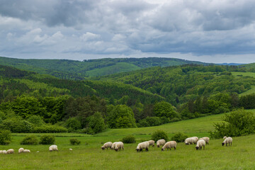 Fototapeta na wymiar Spring landscape with white sheep in White Carpathians, Czech Republic