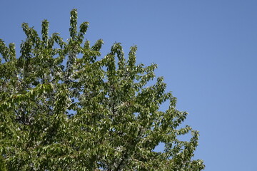 Top of green cherry tree (Prunus, Rosaceae) under a blue spring sky (horizontal), Gleidingen, Sarstedt, Lower Saxony, Germany