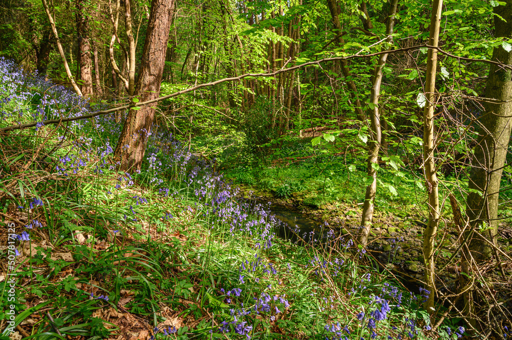 Poster Bluebells slope down to Bothal Burn, in Bothal Wood also known as Park Wood which is located next to the small village of Bothal in Northumberland and is full of wildflowers in spring