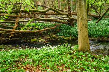 Storm fallen trees in Bothal Wood, also known as Park Wood which is located next to the small village of Bothal in Northumberland and is full of wildflowers in spring