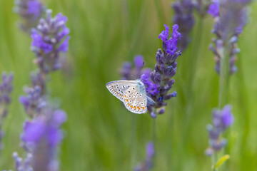 Brown argus, (Aricia agestis) on lavender, Provence, France