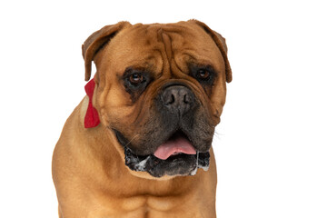 Obraz premium portrait of elegant bullmastif dog with red bowtie panting and drooling