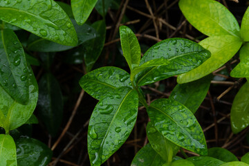 Fototapeta Mokry kwiat podczas deszczu obraz