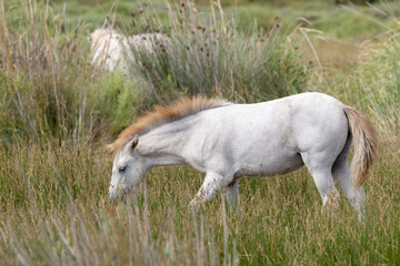 Obraz na płótnie Canvas White wild horses, Parc Naturel regional de Camargue, Provence, France