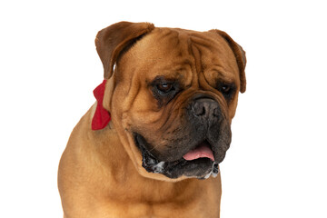 portrait of cute gentleman bullmastiff puppy with bowtie panting