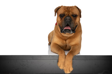 cool brown bullmastiff with bowtie holding paws on table and panting