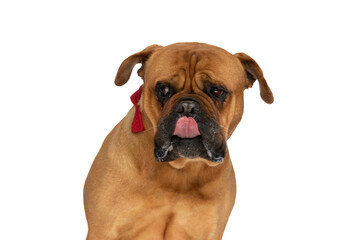curious bullmastiff puppy sticking out tongue and licking nose
