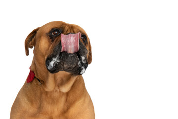 Fototapeta premium portrait of cute bullmastiff dog with tongue out drooling and wearing bowtie