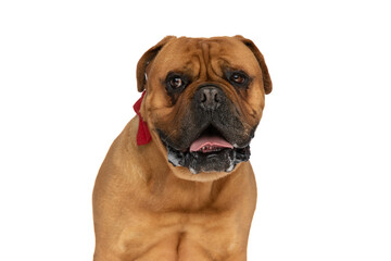 sweet bullmastiff dog with bowtie panting and drooling while looking away