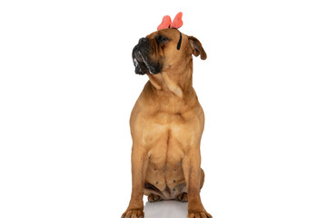 sweet bullmastiff puppy with bow headband looking to side and drooling