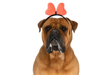 Fototapeta premium portrait of cute bullmastiff pup with pink bow headband drooling