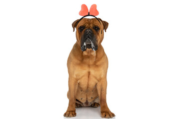 Obraz premium adorable bullmastiff puppy with bow headband sitting and drooling