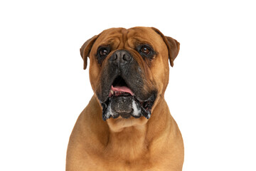 portrait of adorable bullmastiff puppy looking up, panting and drooling