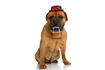 cute bullmastiff puppy with tongue outside wearing hat and drooling