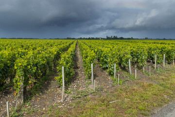 Fototapeta na wymiar Typical vineyards near Saint-Julien-Beychevelle, Bordeaux, Aquitaine, France