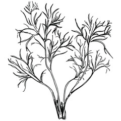 Obraz premium Vintage botanical sketch of fennel isolated on white background. Hand drawn vector illustration. Retro style.