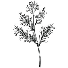 Vintage botanical sketch of fennel isolated on white background. Hand drawn vector illustration. Retro style.