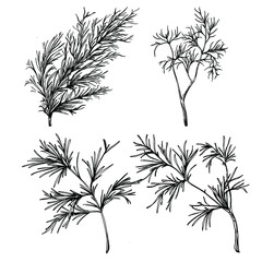 Vintage botanical sketch of fennel isolated on white background. Hand drawn vector illustration. Retro style.