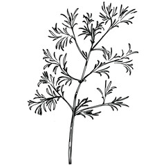 Vintage botanical sketch of fennel isolated on white background. Hand drawn vector illustration. Retro style.