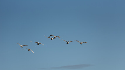 Small flock of graceful Mute Swans Cygnus Olor in flight over wetlands landscape in Spring