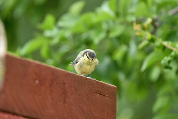 blue tits in the garden
