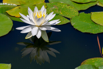 白いすいれんの花が水面に映っている
