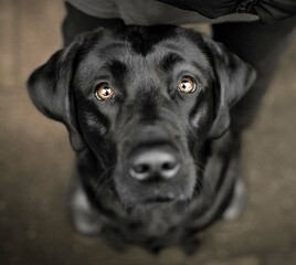 schwarzer Labrador
