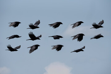 Composite compilation image of Carrion Crow Corvus Corone in flight against clear sky
