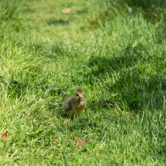 Canada Goose Branta Canadensis young chick in bright Spring sunlight in lush grass