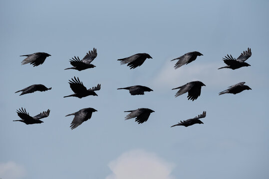 Composite compilation image of Carrion Crow Corvus Corone in flight against clear sky