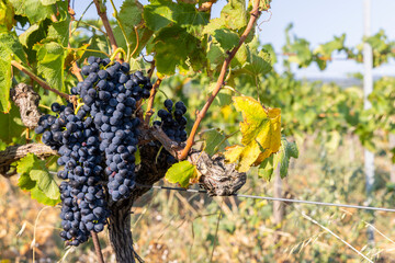 Typical vineyard with blue grapes near Chateauneuf-du-Pape, Cotes du Rhone, France