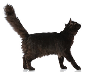 metis cat with black fur is waiting in line