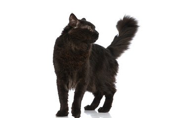 metis cat with black fur is feeling curious