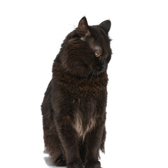 metis cat with black fur is preparing to attack