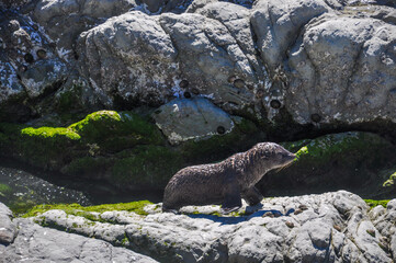 marmot in the mountains