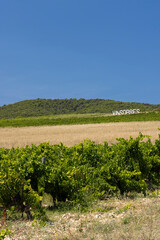 Fototapeta na wymiar Typical vineyard near Vinsobres, Cotes du Rhone, France