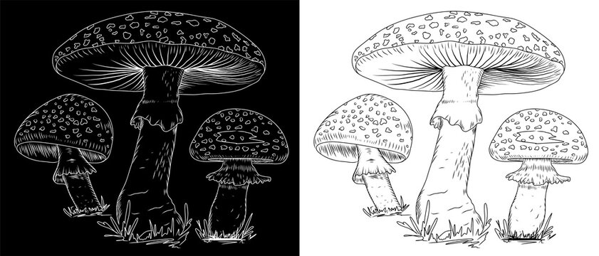 Fly agaric mushrooms sketch. Hallucinations, occult, toxic. Stock vector illustration isolated on white and black background. Clipart.