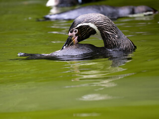 The Humboldt penguin, Spheniscus humboldti, cleans its feathers while swimming in the water.