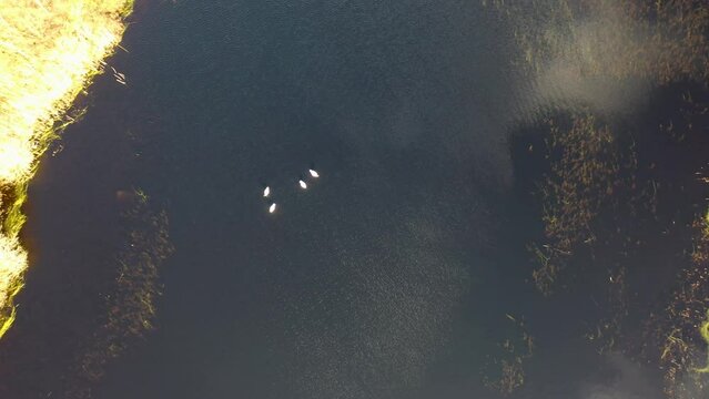 Aerial view of swans in a lake of a peatbog in County Donegal - Ireland