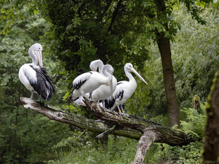 The group of Australian Pelican, Pelecanus conspicillatus, sits on branches on the water.