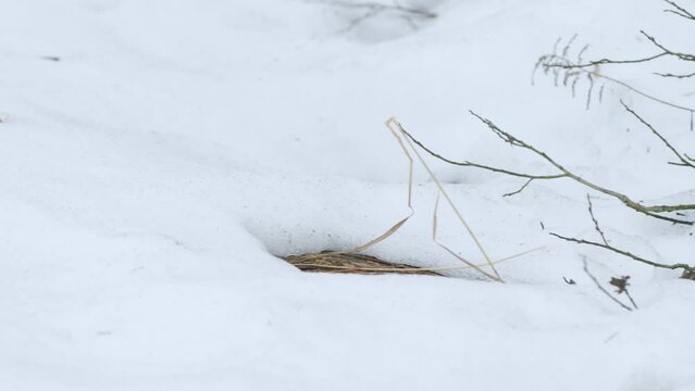Close up of moose poops lie on the snow in the spring forest.