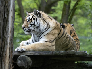 The Amur Tiger, Panthera tigris altaica, lies on a branch at height and observes the surroundings.