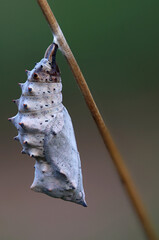 Butterfly Nymphalidae chrysalis pupa hanging on a dry stick in summer